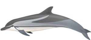 Delfín Listado