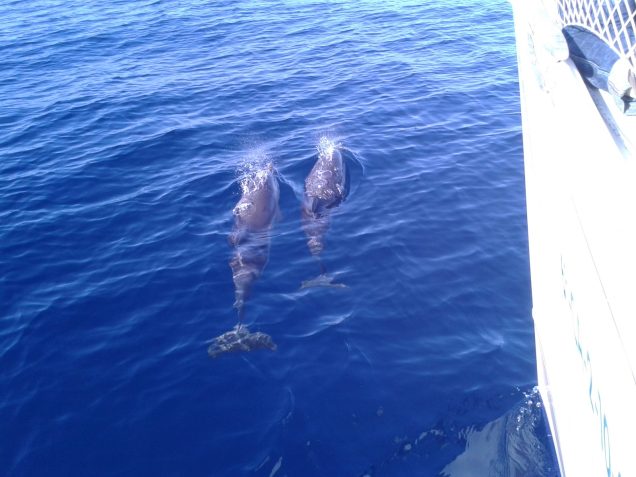 Avistamiento de delfines durante una travesía a Baleares
