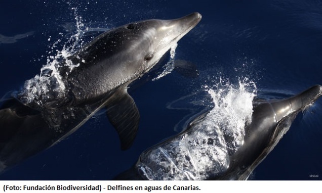 Delfines-aguas-Canarias-FUNDACION-BIODIVERSIDAD_EDIIMA20150905_0002_19